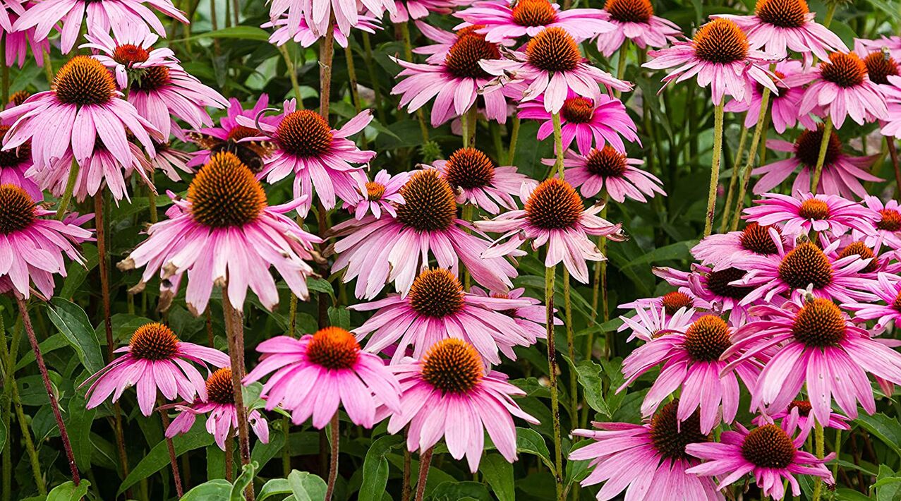 Echinacea bei Fungostop Plus