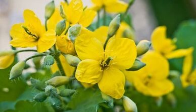Celandine zur Behandlung des Pilzes